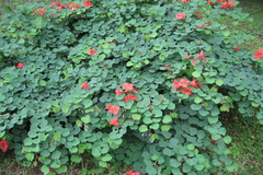 Bauhinia galpinii